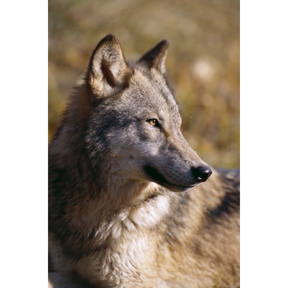 Montana Portrait Shot Side View Of Gray Wolf In Field Of Dry Grass Canvas Art - John Hyde Design Pics (24 x 38)