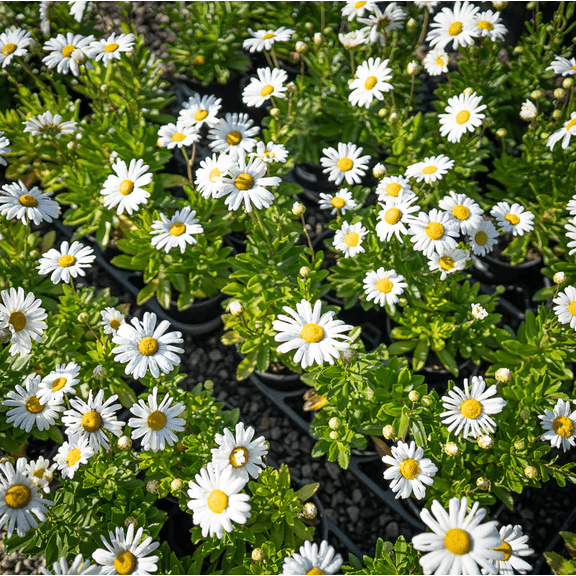 Montauk Daisy Plant Live for Planting, Live Flowering Perennial Daisy Plant in Home Garden, 4-8 Inch Tall, No Pot