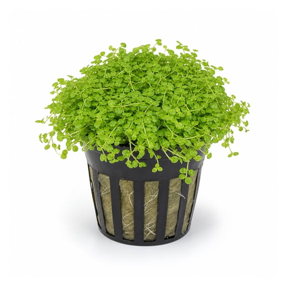Canton Aquatics Monte Carlo Micranthemum Live Aquarium Carpet Plant, 2 Inch Pot