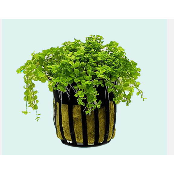 Monte Carlo (Micranthemum) Live Aquarium Plant Carpet Plant for Freshwater Tanks Low Growing Aquatic Plant- 3 Pots