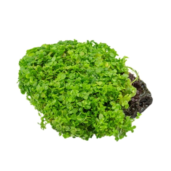 Monte Carlo (Micranthemum) Size: 4 Ounce Portion Cup Live Aquarium Plants BUY 2 GET 1 FREE