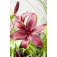 thumbnail image 1 of Monte Negro Asiatic Lily 3 Bulbs 14/16cm - Rich Red/Glossy Leaf, 1 of 4