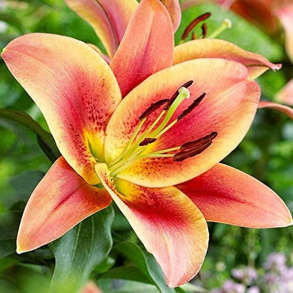 Montego Bay Orienpet Lily Flower Bulbs - 3 Lilies Bulbs per Pack - Attracts Butterflies and Hummingbirds - Good as Cut Flowers - Perennializing - Pleasantly Scented