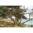thumbnail image 1 of Monterey Cypress Pebble Beach-Sammann - CANVAS OR PRINT WALL ART, 1 of 1