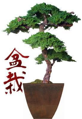 Monterey Juniper 6 Feet Tall Kage Style Preserved Bonsai Tree Plant ( Preserved - Not a Living Tree) - Walmart.com