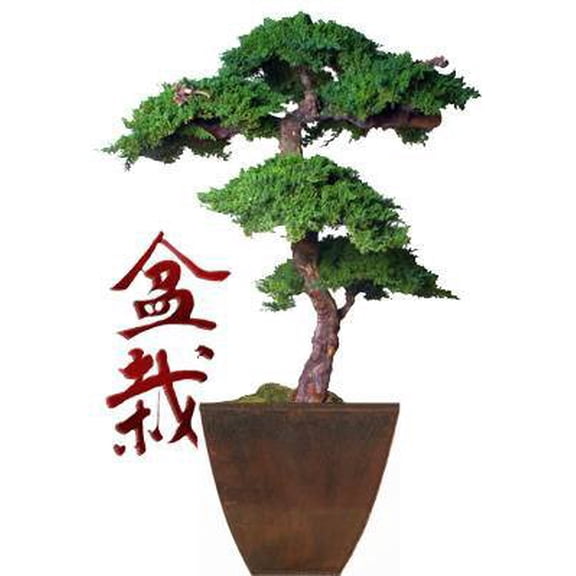 Monterey Juniper 6 Feet Tall Kage Style Preserved Bonsai Tree Plant (Preserved - Not a Living Tree)
