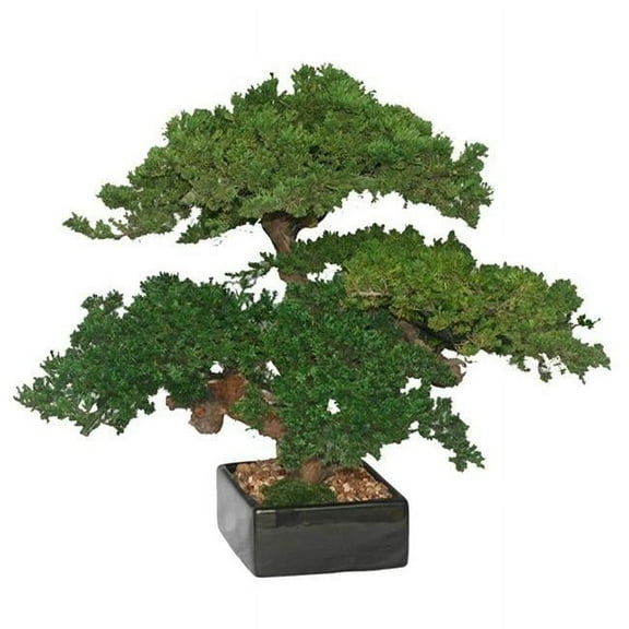 Monterey Juniper Triple Trunk Preserved Bonsai Tree