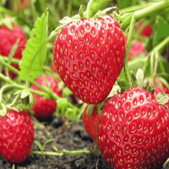 Monterey Strawberry Roots Bare Root Plants | Ever-Bearing Variety | Large, Sweet & Juicy Berries | Disease Resistant & Cold Hardy | Non-GMO, Perfect for Gardens & Containers