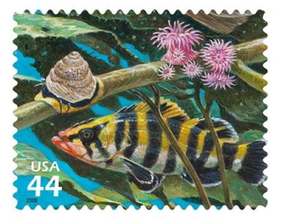 Monterey Turban Snail Canvas Art - US POSTAL SERVICE (22 x 28)