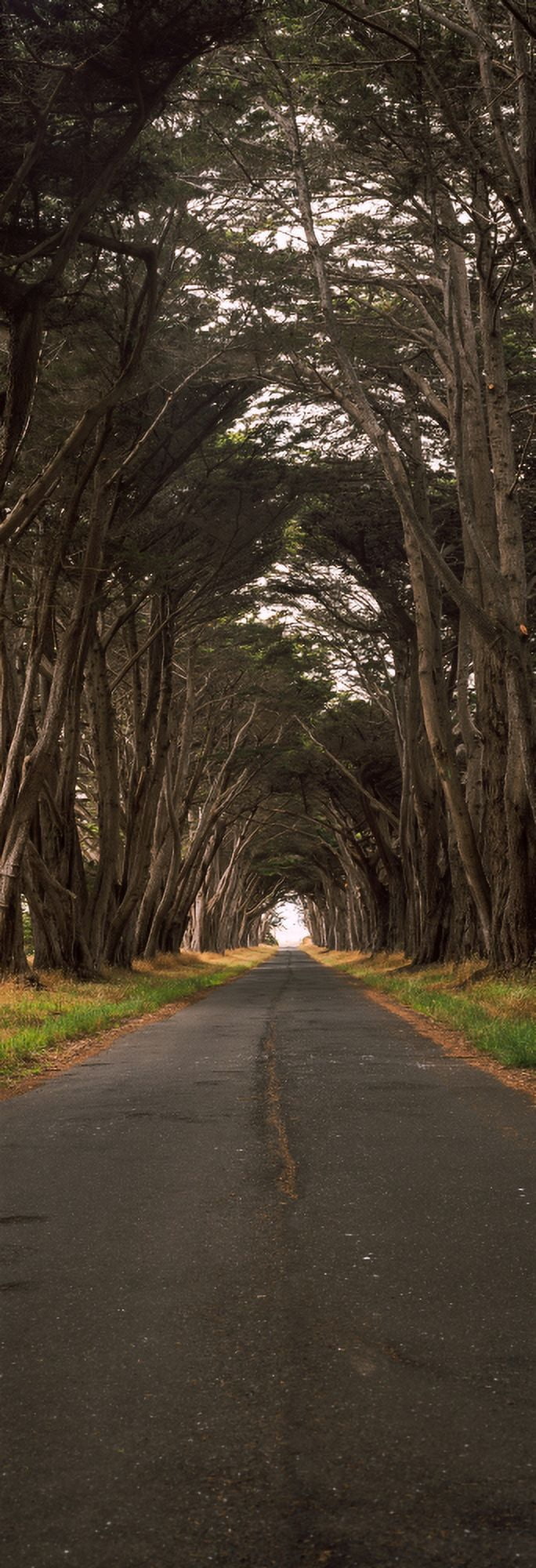 Monterey cypress tree tunnel at the Point Reyes Station Point Reyes National Seashore Marin County California USA Canvas Art - Panoramic Images (27 x 9)