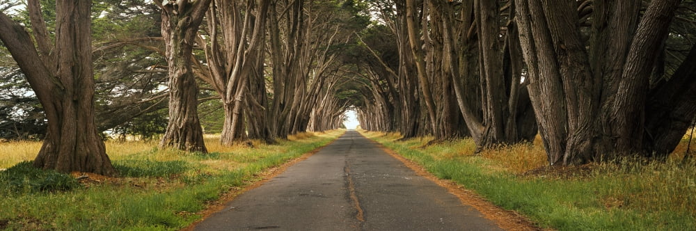 Monterey cypress tree tunnel at the Point Reyes Station Point Reyes National Seashore Marin County California USA Canvas Art - Panoramic Images (27 x 9)