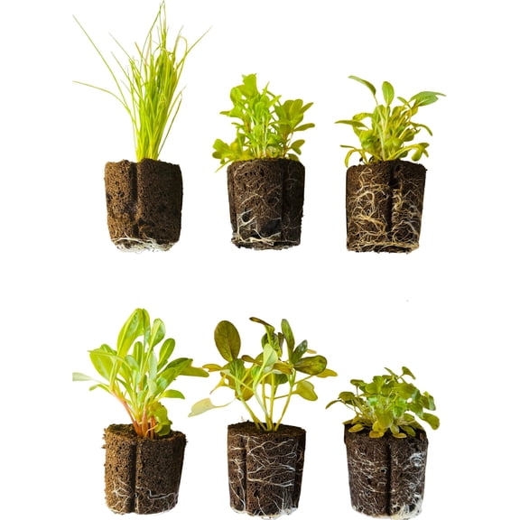 Montessori Leaf Shapes Garden 6-Pack | Botany Cabinet Inspired Living Plants