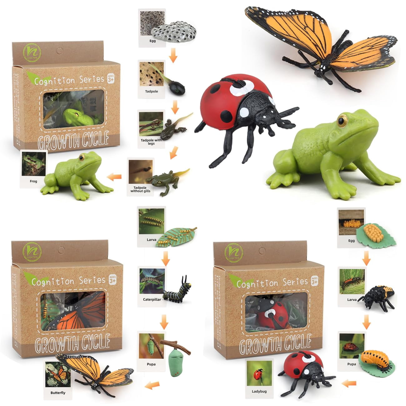 Montessori Life Cycle Learning MMF7 & Education Toys - Plastic Insect ...