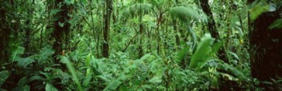 Monteverde Cloud Forest Reserve Costa Rica Canvas Art - Panoramic Images (37 x 12)