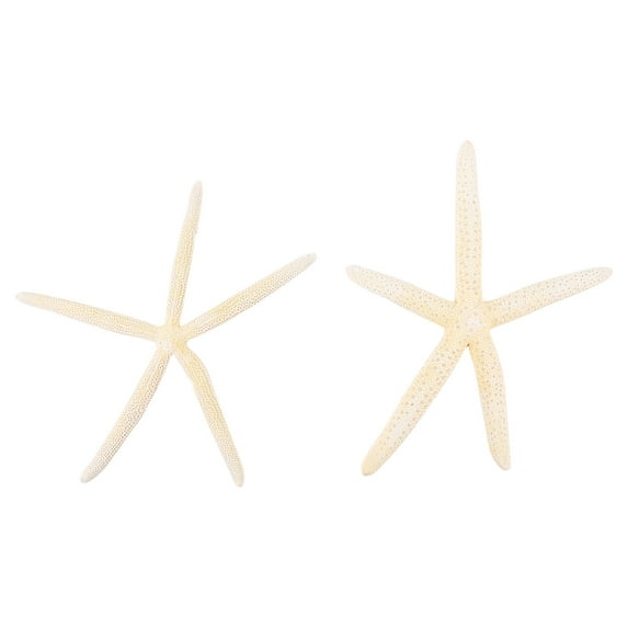 Monyance knobby sea star 2 Mini Sea Stars for Wedding or Shell Crafts - White Flower Vase(7.09X6.69X0.79Inches)
