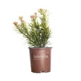 thumbnail image 1 of Southern Living Mood Ring Podocarpus Live Shrub in 2-Gallon Grower Pot, 1 of 6