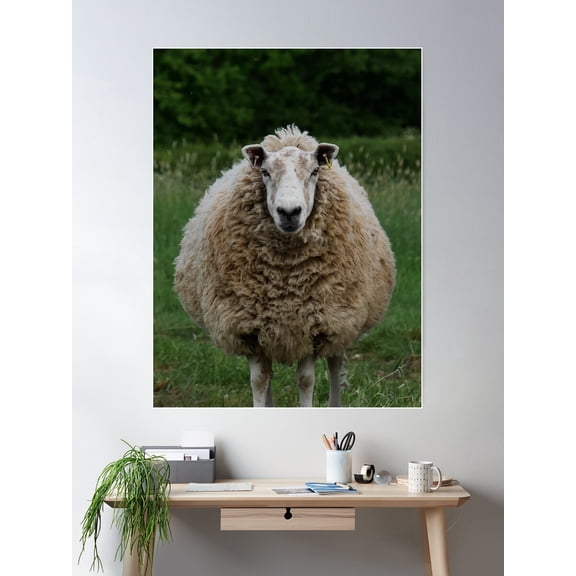 Moody Sheep Poster Wall Art, Modern Wall Decor For Living Room Bedroom, 16x24 UNFRAMED