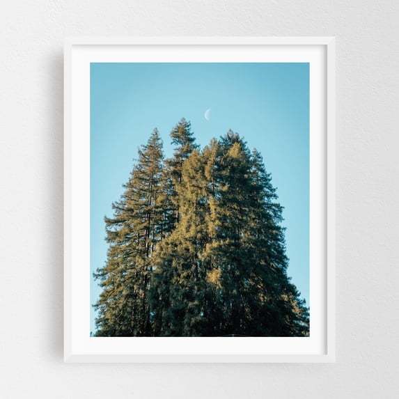 Moon Among Pines - Boulder Creek California Photography Forest Nature Moon Scenic Landscape Woodland Wilderness White Framed Wall Art Print 18 x 24 inches