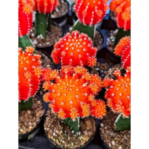 Moon Catus Plant Live for Planting, Orange Catus Live Plant in 3 Inch Pot, Gymnocalycium Mihanovichii Hibotan Cacti Cactus Succulent Real Live Tree