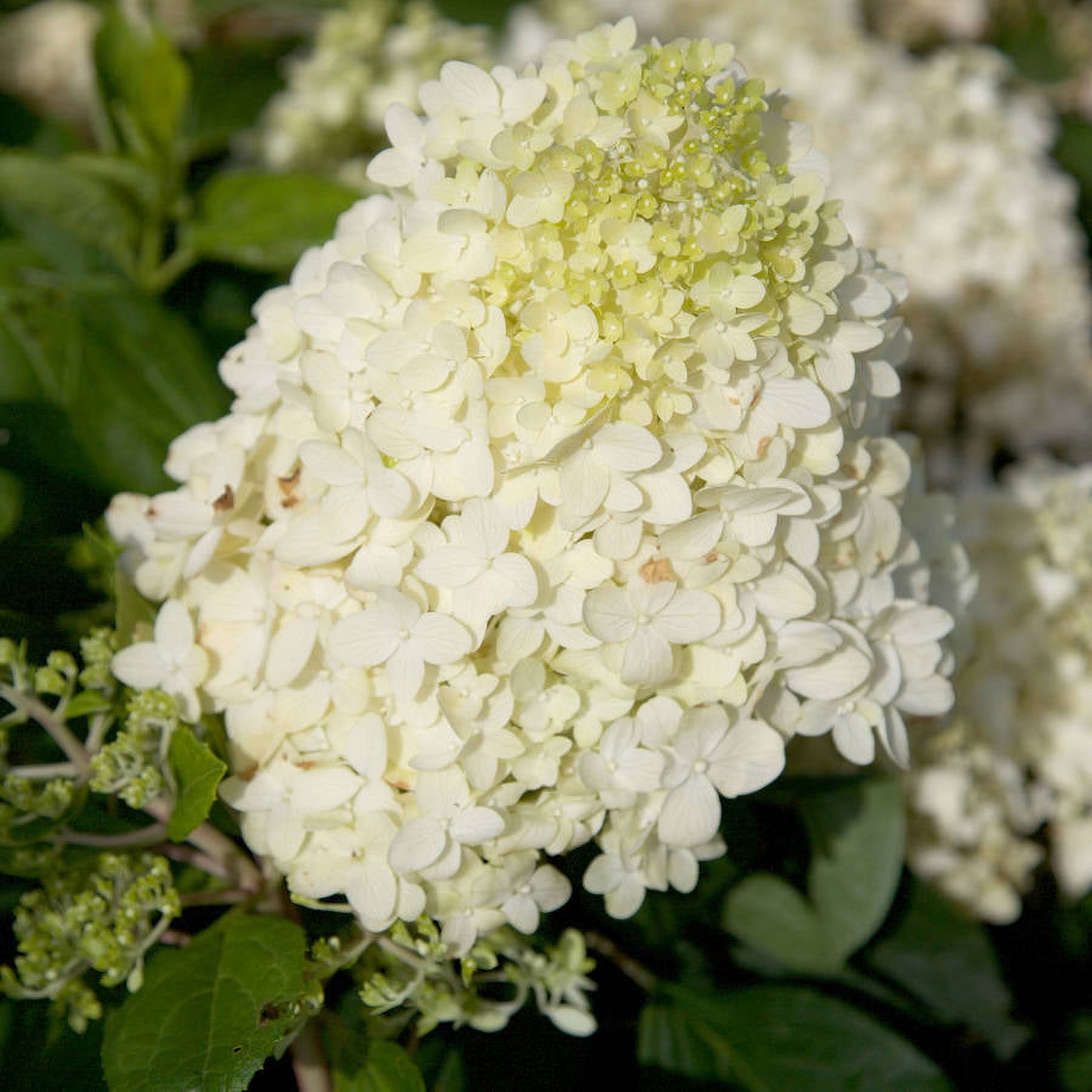 Southern Living Moon Dance Paniculata Hydrangea Live Shrub in 2-Gallon Grower Pot