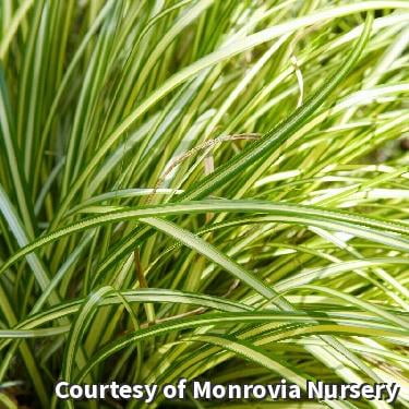 Moon Falls Sedge - 1 Gallon Grass
