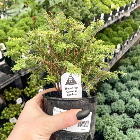 Moon Frost Canadian Hemlock, Live Plant, 4" Growers Pot