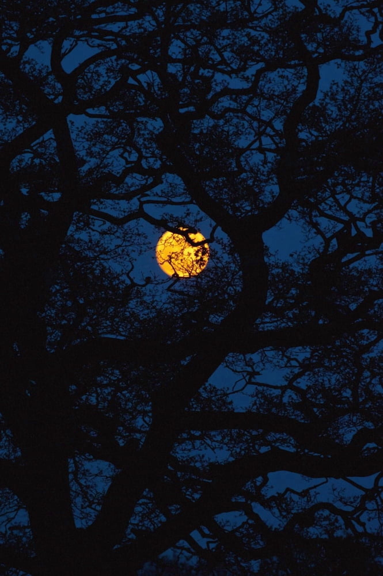 Moon Rising Behind Old Oak Tree Petersfield Hampshire Uk Canvas Art - Ian Cumming Design Pics (22 x 34)