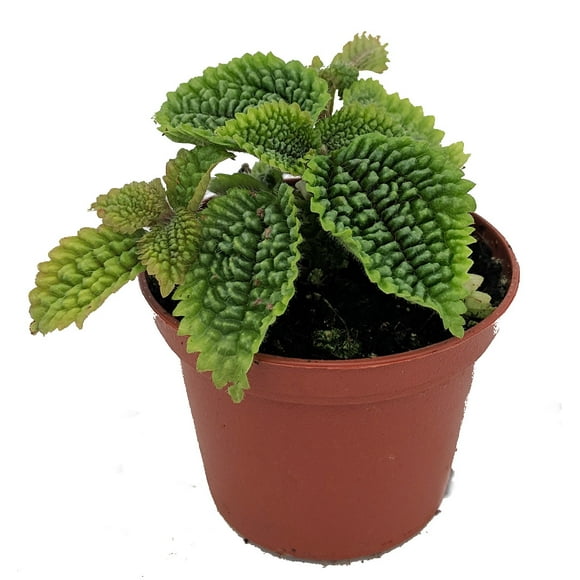 Moon Valley Plant - Pilea mollis - Vibrant & Unique Houseplant - 2" Pot