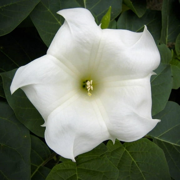 Moon Vine, Moonflower Heirloom Flower Seeds - Night Blooming, Morning Glory, Non-GMO Rare (Pack of 25 Seeds)