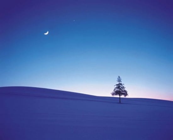 Moon in Sky and Single Tree Canvas Art - Panoramic Images (24 x 20)