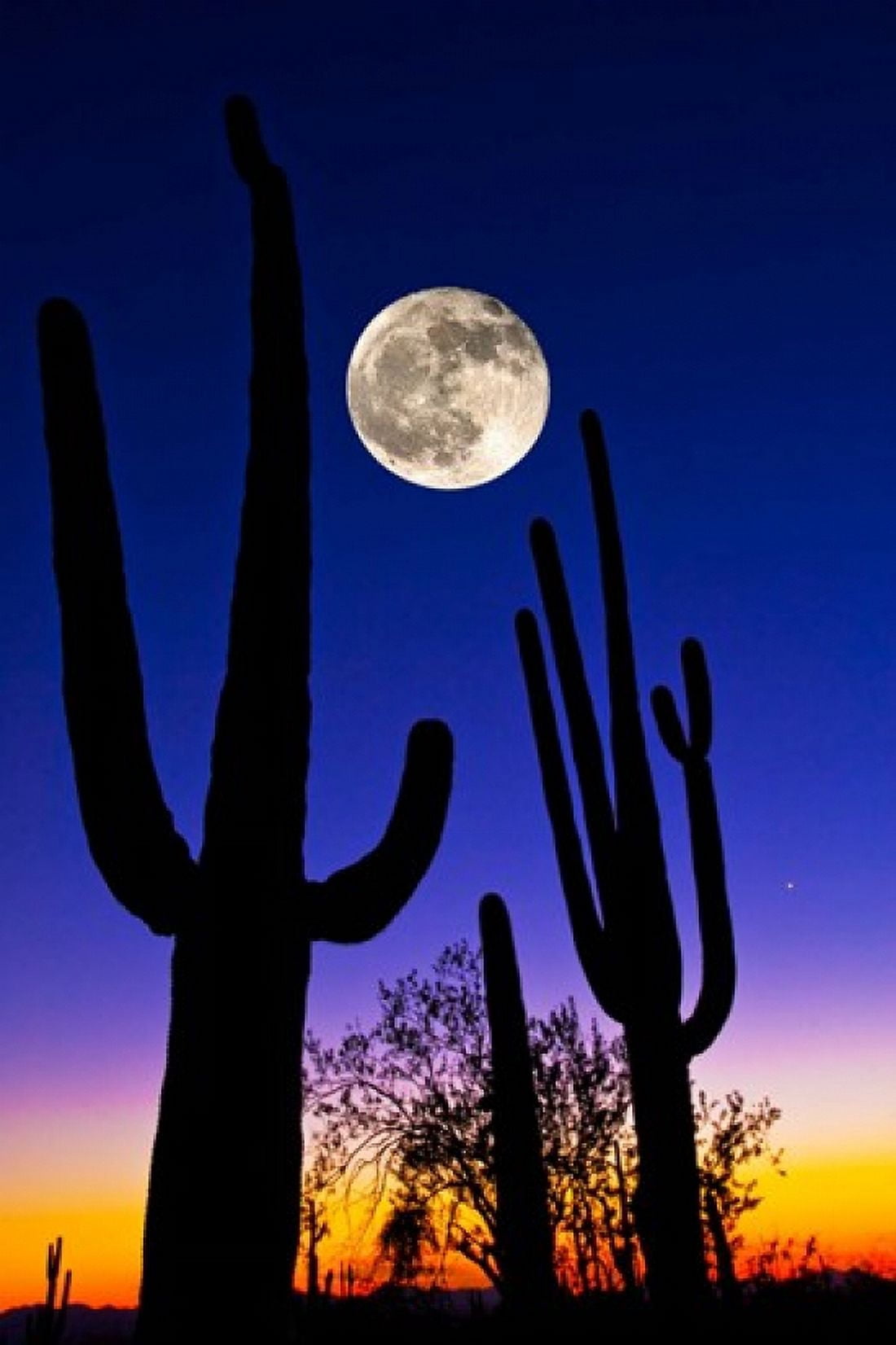 Moon over Saguaro cactus (Carnegiea gigantea) Tucson Pima County Arizona USA Canvas Art - Panoramic Images (24 x 36)