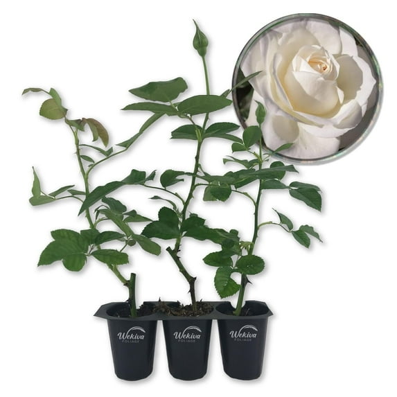 Moondance Rose Bush - 3 Live Starter Plants in 2 Inch Growers Pots - Beautifully Fragrant Floribunda Rose - A Versatile Beauty with a Rich Fragrance