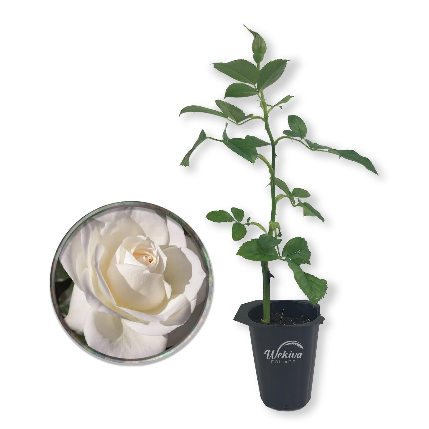 完売‼️ ALL ROSES LIVING PROOF Dash  完売‼️ ALL ROSES LIVING PROOF Dash Snow 完売‼️ ALL ROSES