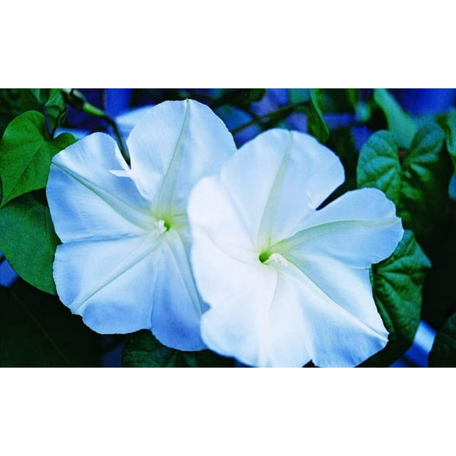 Moonflower Seeds 20 Pack Blooms at Night, Reflects Moonlight