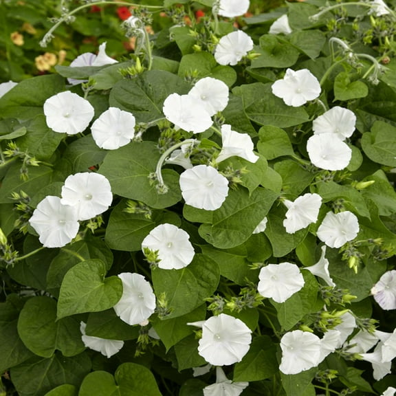 Outsidepride Moonflower Ipomoea Alba Flower Seeds, Night-Blooming Fragrant Vines