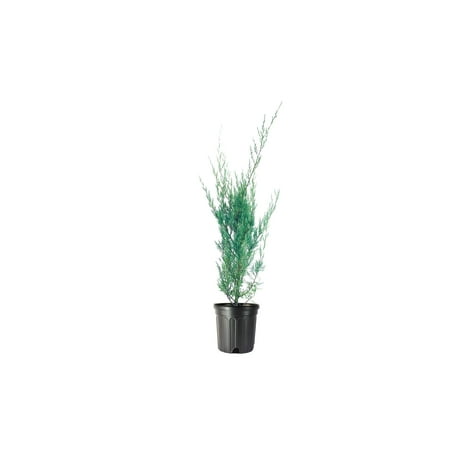 Moonglow Juniper 1 Live Gallon Size Tree Juniperus Scopulorum Drought Tolerant Evergreen Privacy Screening Plants