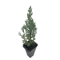Moonglow Juniper - 10 Live Trees - Juniperus Scopulorum