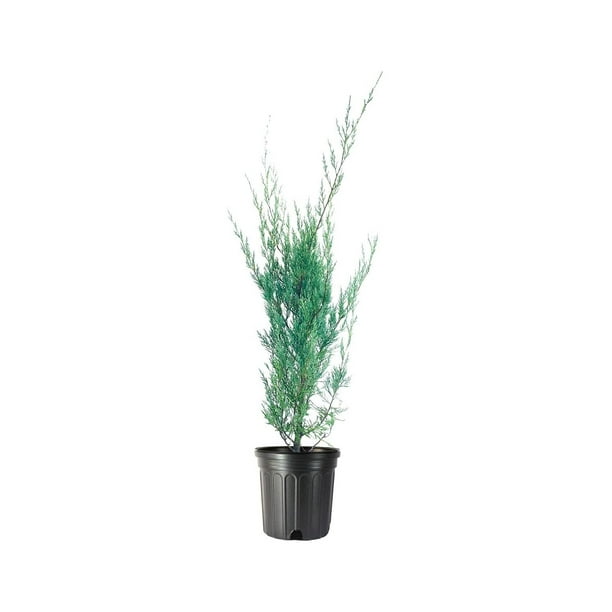 Moonglow Juniper 3 Live Gallon Size Trees Juniperus Scopulorum
