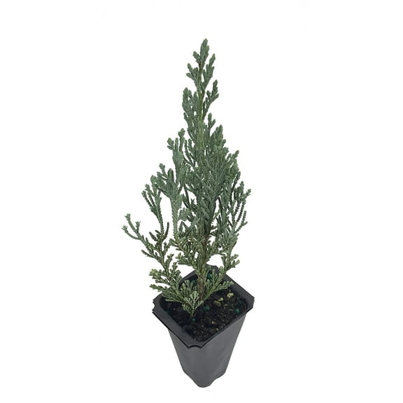 Moonglow Juniper - 30 Live Trees - Juniperus Scopulorum