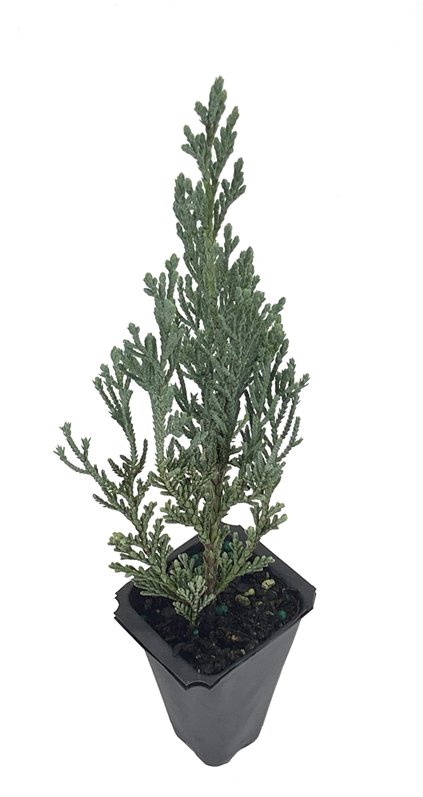Florida Foliage Moonglow Juniper