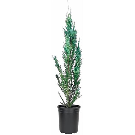 Moonglow Juniper Juniperus Scopulorum | 1 Live 4 Inch Plant | Drought Tolerant Cold Hardy Evergreen Screening Tree