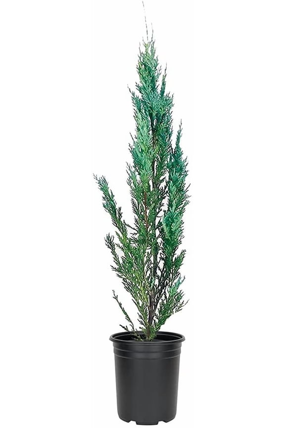 Moonglow Juniper Juniperus Scopulorum | 1 Live 4 Inch Plant | Drought Tolerant Cold Hardy Evergreen Screening Tree