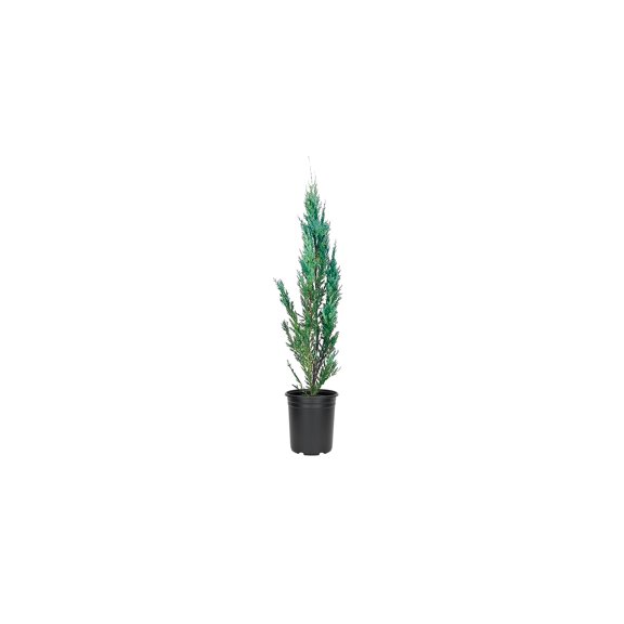 Moonglow Juniper Juniperus Scopulorum | 3 Live 4 Inch Plants | Drought Tolerant Cold Hardy Evergreen Screening Tree