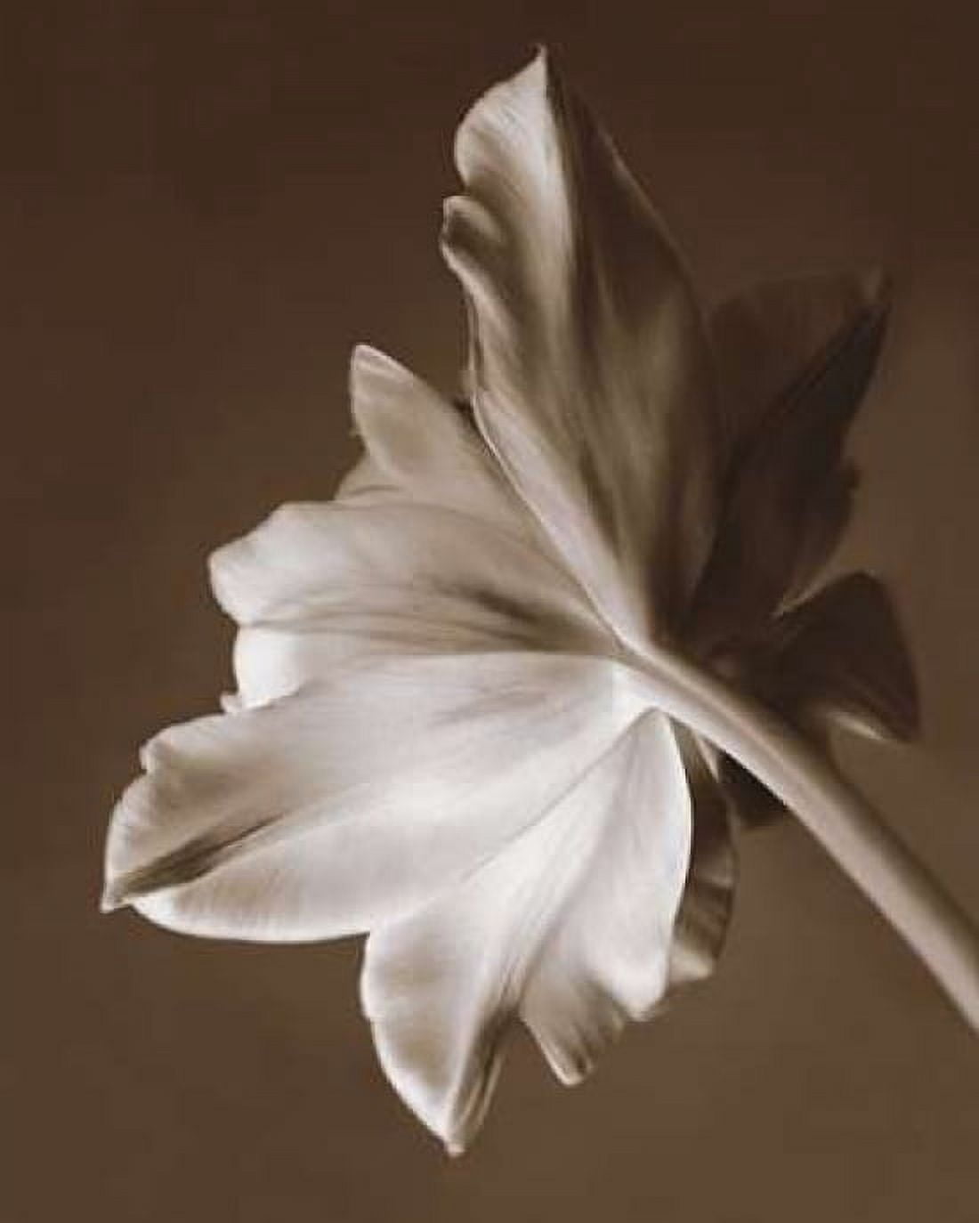 Moonglow Tulip Canvas Art - Rebecca Swanson (20 x 24)