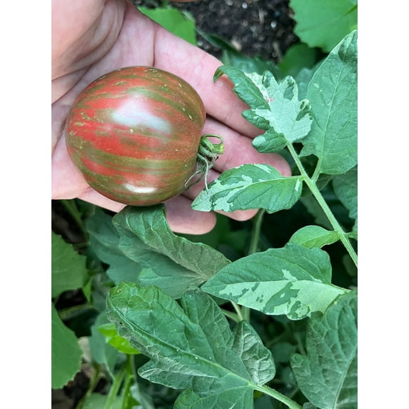 Moonlight Mile Variegated Heirloom Tomato Premium Seed Packet