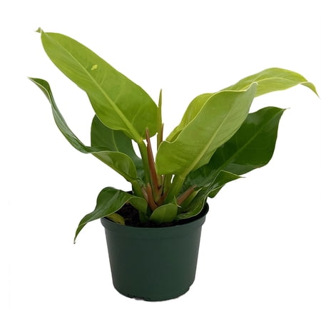 Moonlight Philodendron - 6" Pot