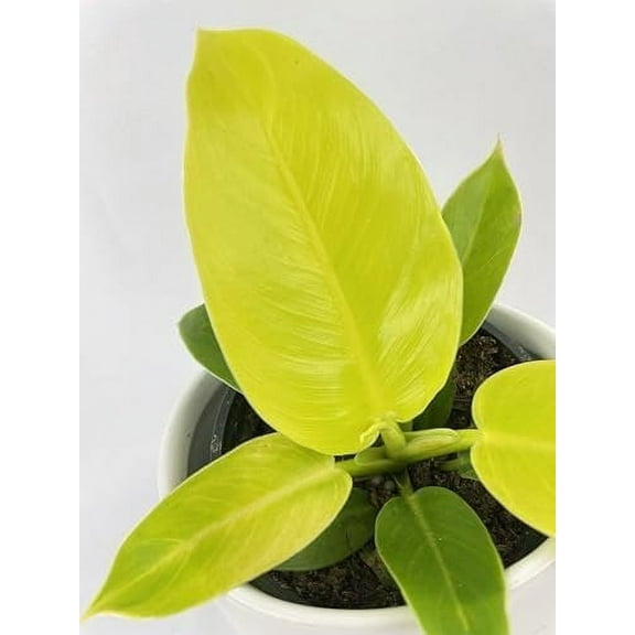 Moonlight Philodendron - Live Plant in a 6 Inch Pot - Rare and Elegant Indoor Houseplant
