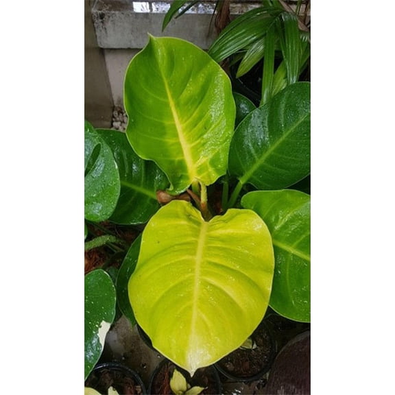 RedCrocus Moonlight Philodendron - Pet-Friendly Indoor Plant, Bushy Evergreen in Bright Indirect Light  6" Pot