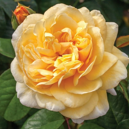 Moonlight Romantica® Hybrid Tea Rose by Heirloom Roses - Yellow Rose Bush