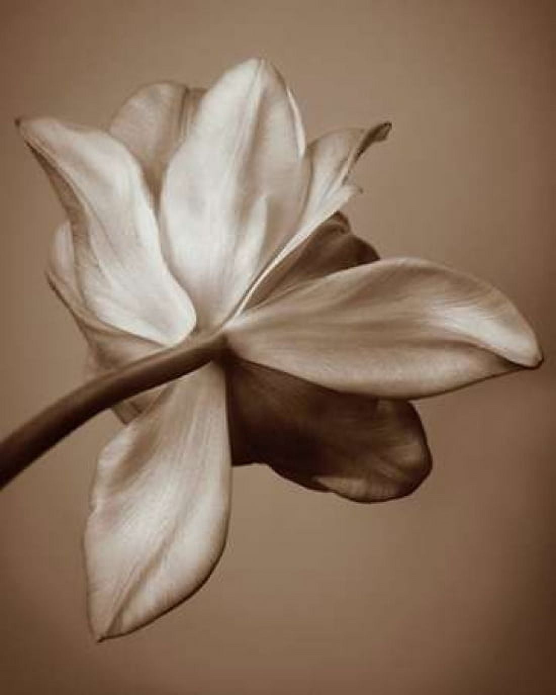 Moonlight Tulip Canvas Art - Rebecca Swanson (24 x 30)